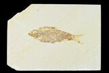 Bargain, Fossil Fish (Knightia) - Wyoming #149776-1